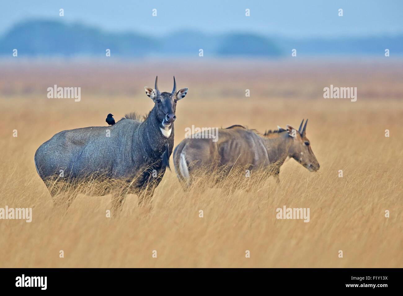 India, Gujarat state, Blackbuck national park, Nilgai or Indian Bull or  Blue Antelope (Boselaphus tragocamelus), male and female Stock Photo - Alamy