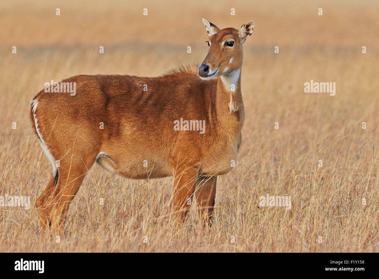 India, Gujarat state, Blackbuck national park, Nilgai or Indian Bull or Blue Antelope (Boselaphus tragocamelus), female Stock Photo - Alamy India, Gujarat state, Blackbuck national park, Nilgai or Indian Bull or Blue Antelope (Boselaphus tragocamelus), female Stock Photo - Alamy