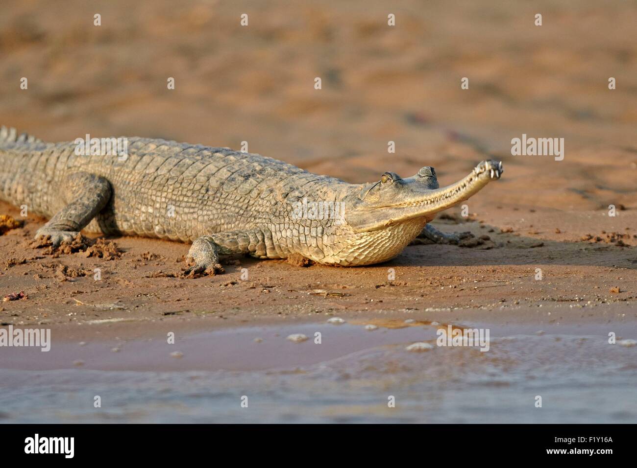 Gavial Or Charial Hi-Res Stock Photography And Images - Page 8 - Alamy