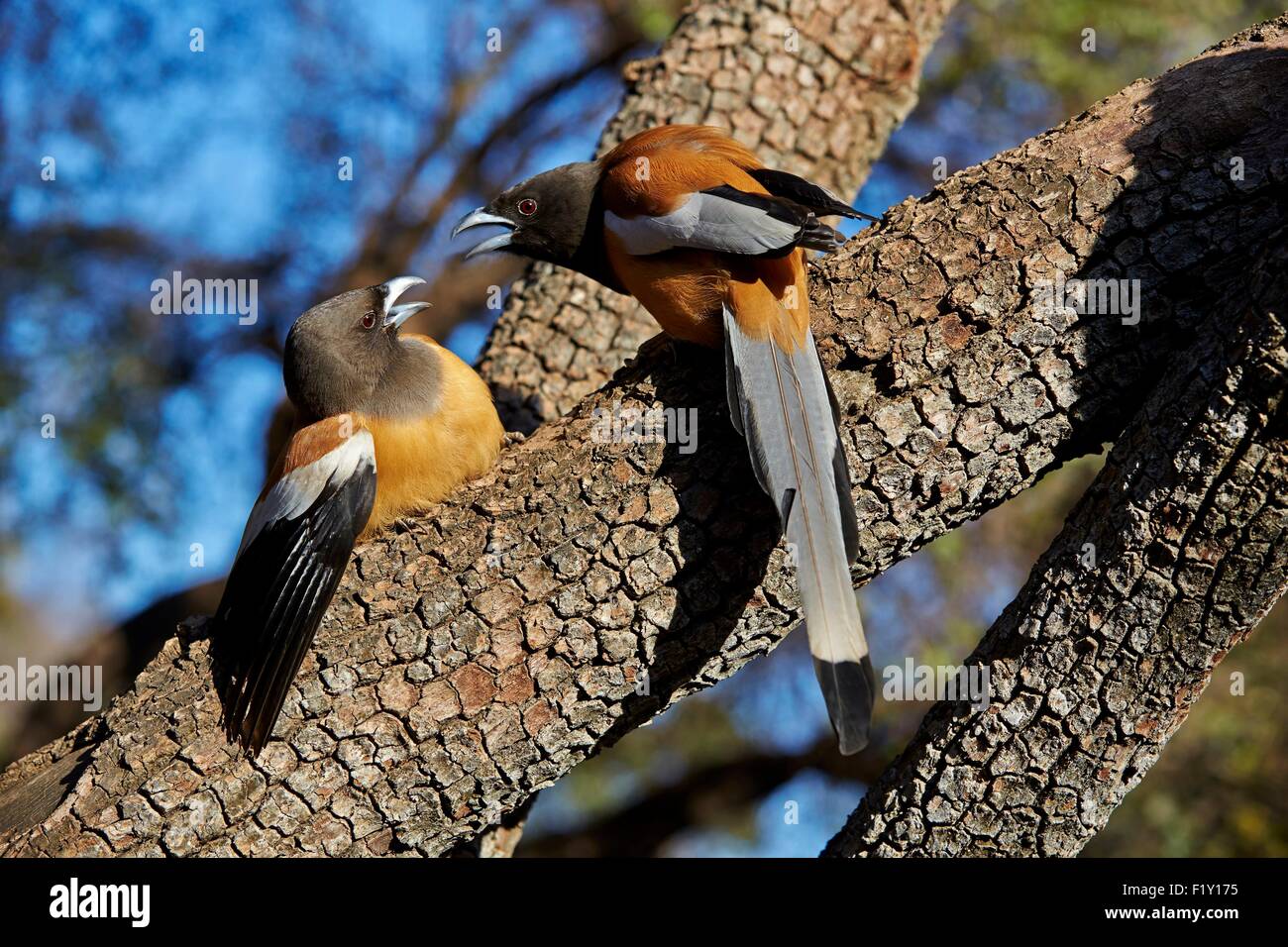 India, Rajasthan state, Ranthambore National Park, Rufous Treepie (Dendrocitta vagabunda), fight between twoo birds Stock Photo