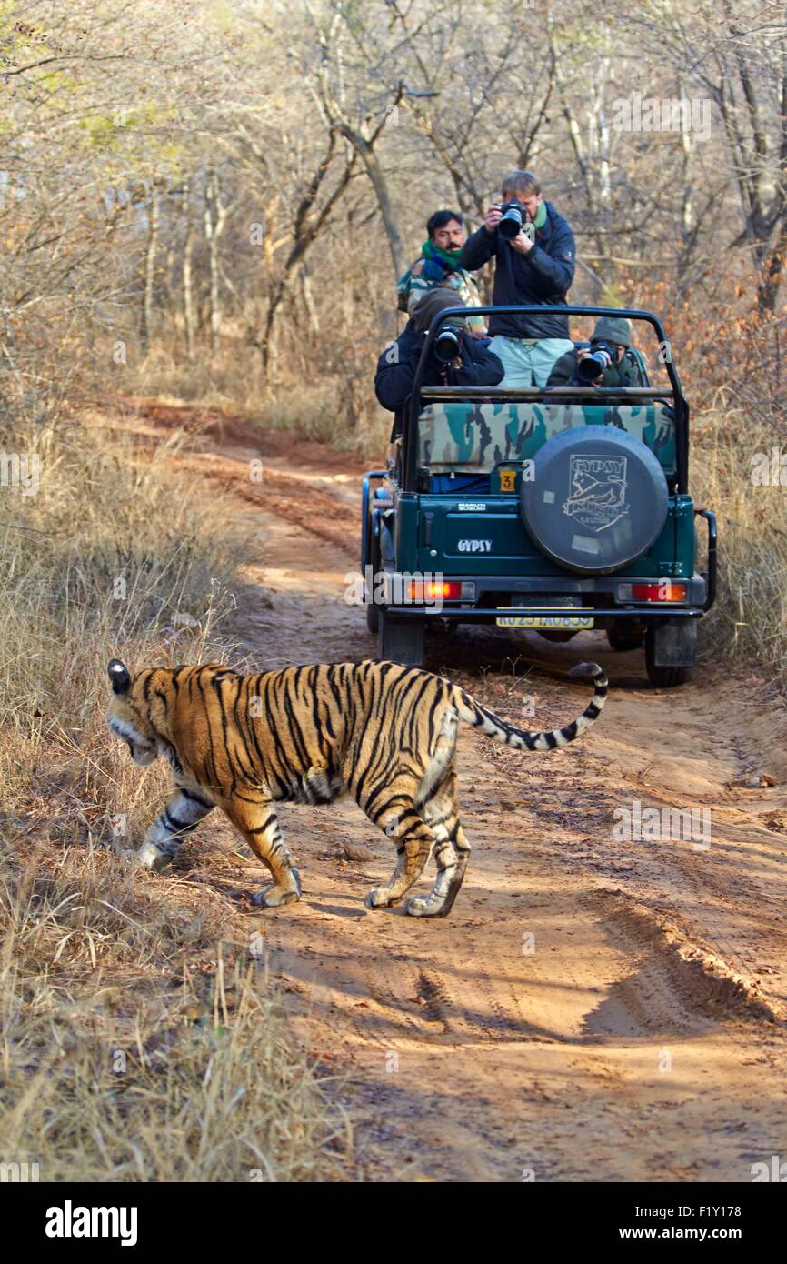 India Rajasthan State Ranthambore National Park Bengal Tiger 