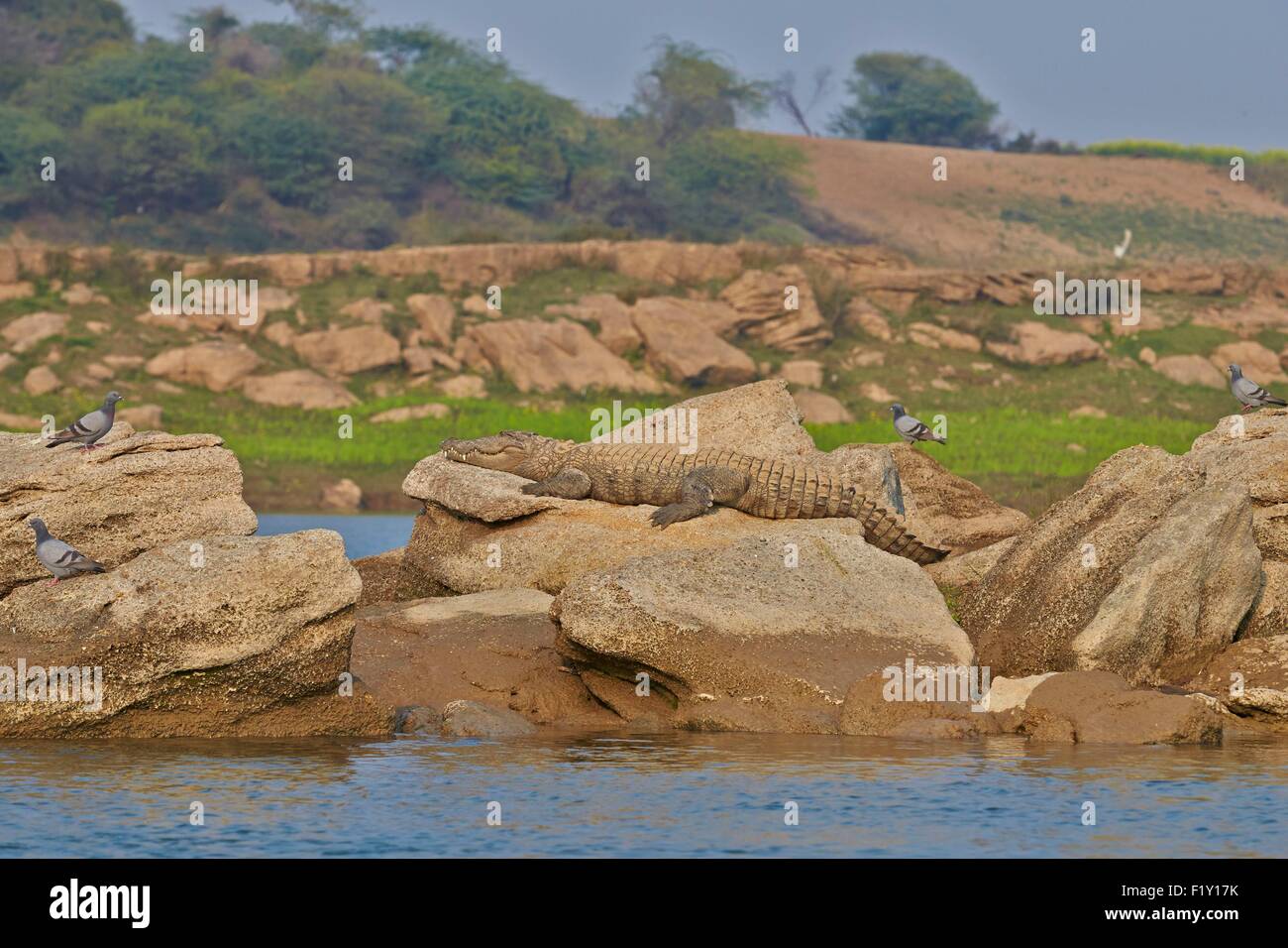 India, Uttar Pradesh state, Chambal river, Mugger Crocodile or Indian Marsh Crocodile (Crocodylus palustris) lying on the shore Stock Photo