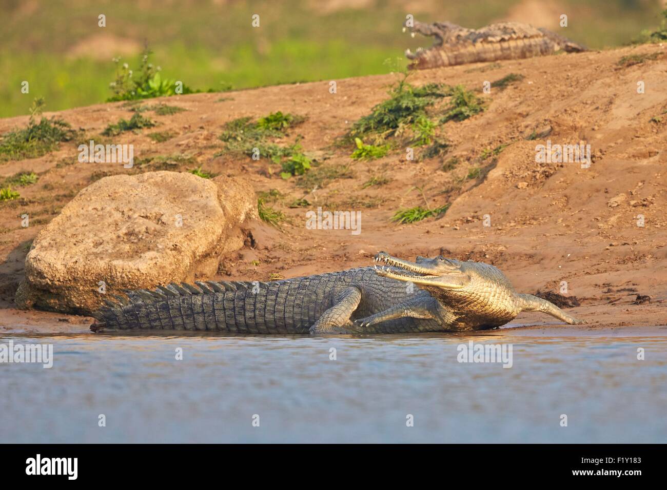 India, Uttar Pradesh state, Chambal river, Gharial (Gavialis gangeticus), on the sand of the river Stock Photo