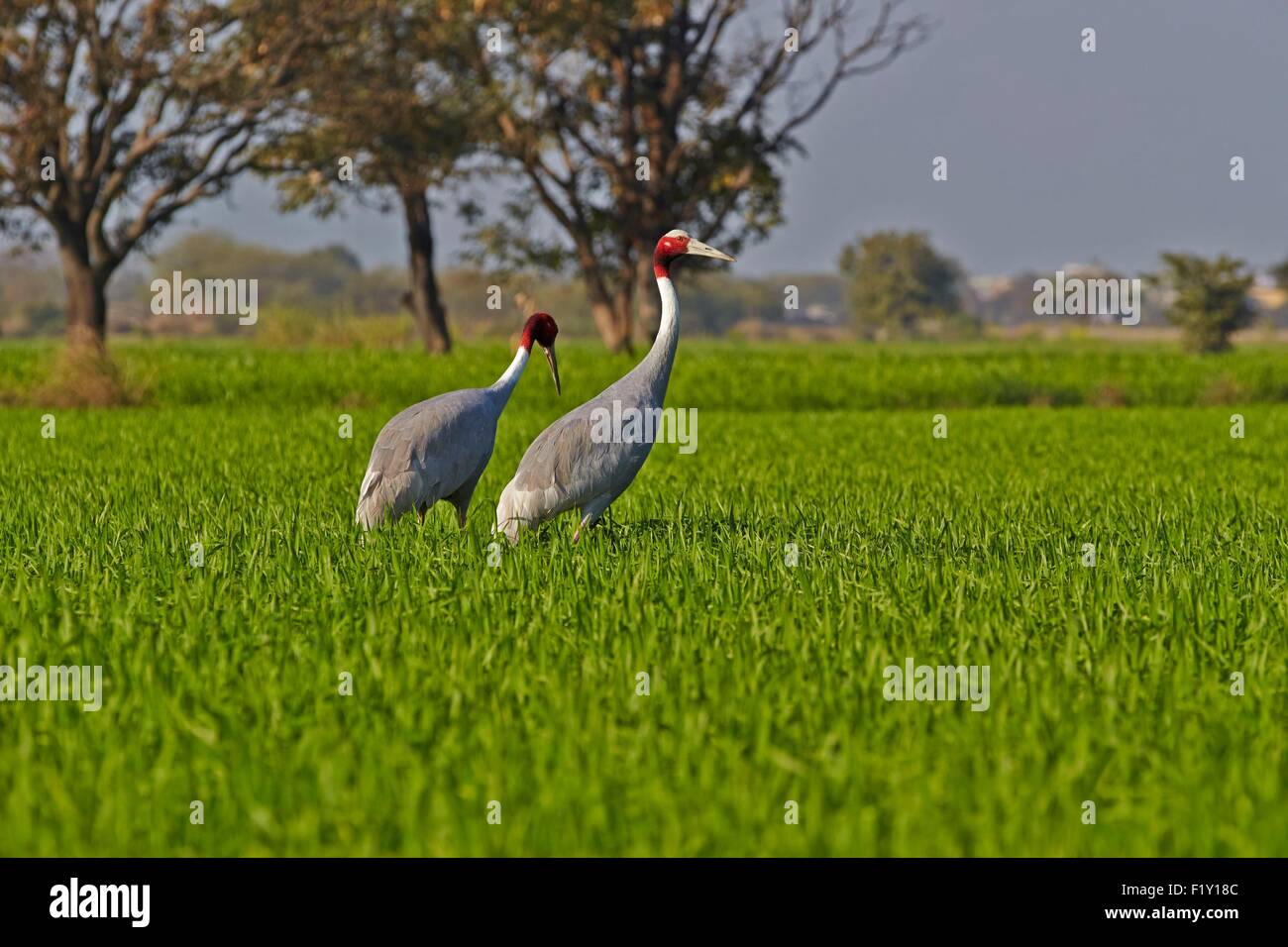 India, Rajasthan state, Bharatpur, Sarus crane (Grus antigone), in the fields Stock Photo