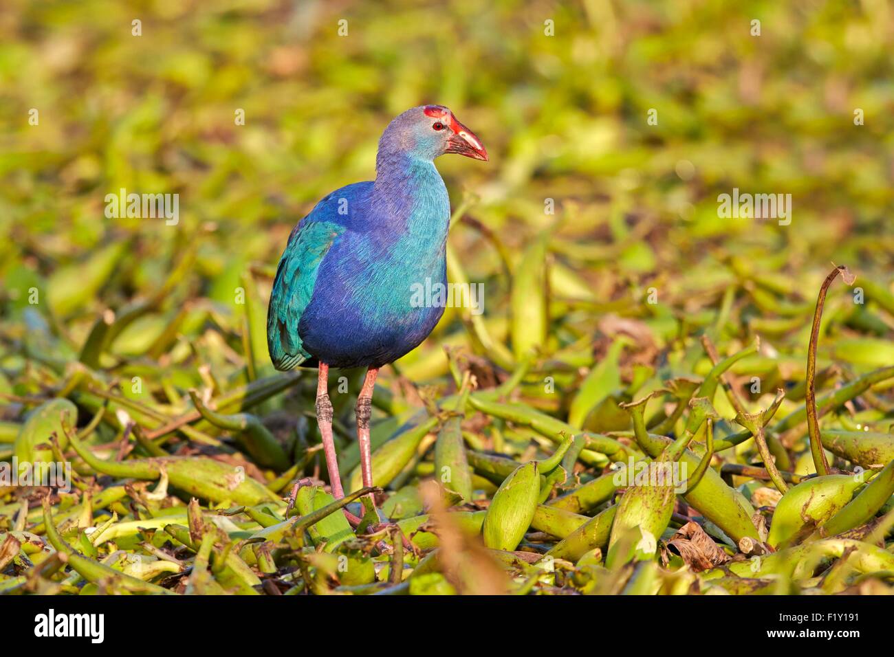 India, Rajasthan state, Bharatpur, Purple swamphen (Porphyrio porphyrio poliocephalus), Stock Photo