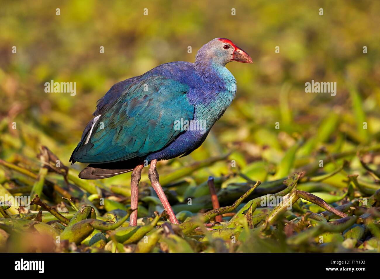 India, Rajasthan state, Bharatpur, Purple swamphen (Porphyrio porphyrio poliocephalus), Stock Photo