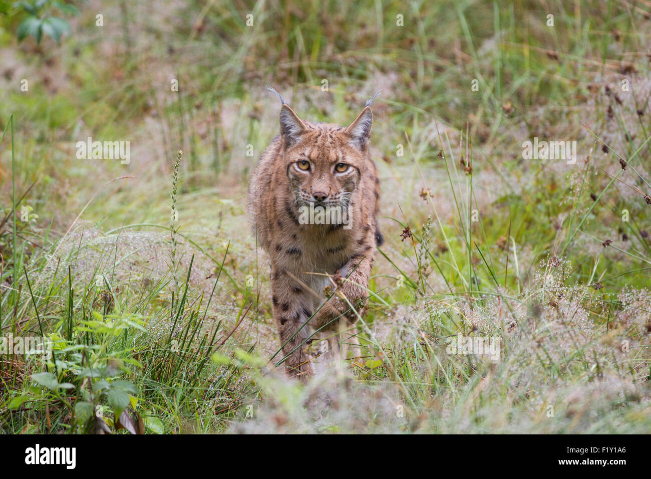 european lynx, Bavarian forest - Stock Image