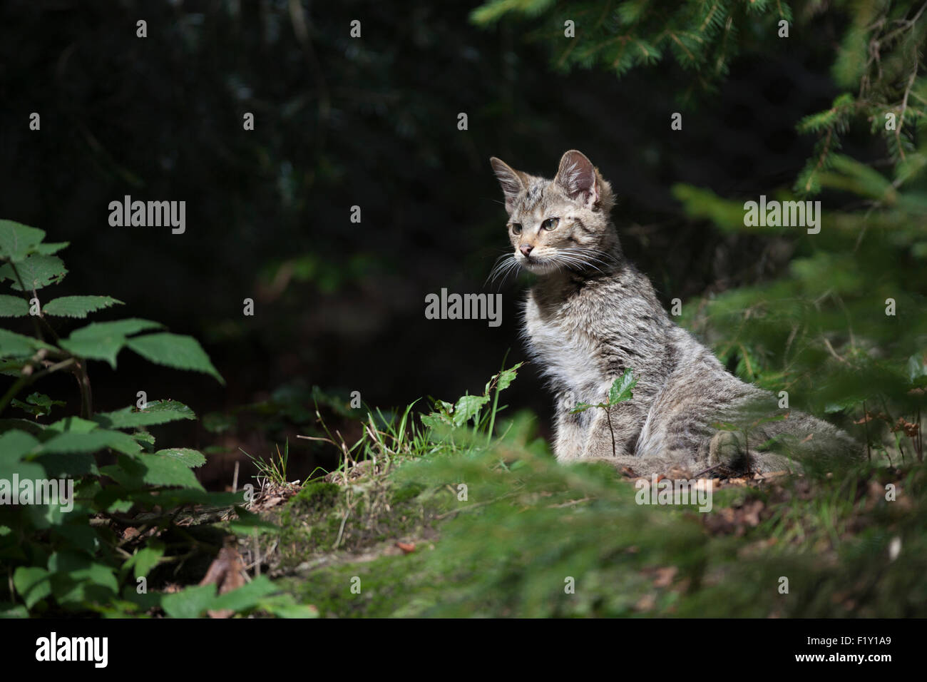 wild cat - Stock Image