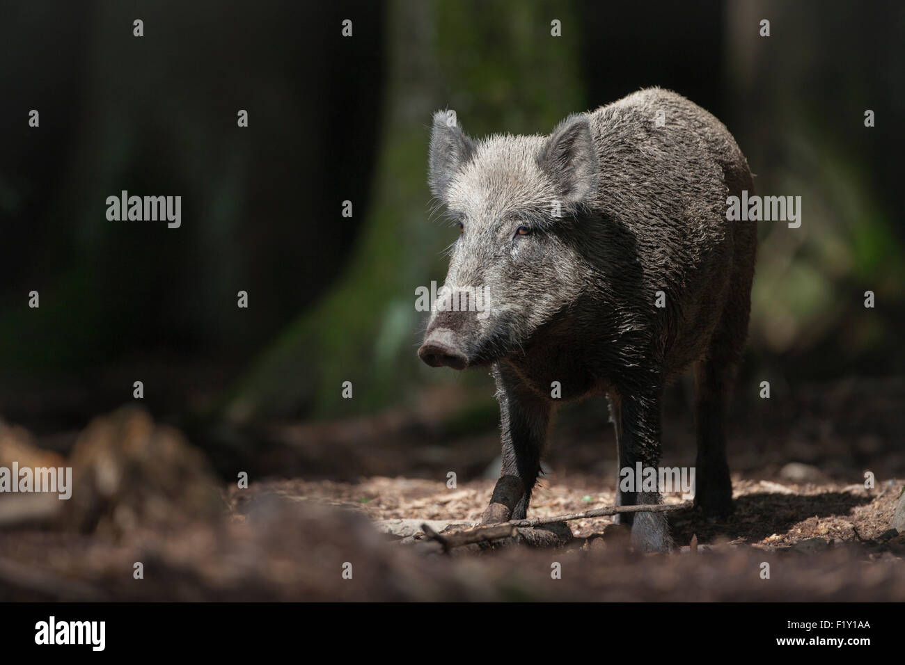 wild boar, forest, woodland - Stock Image