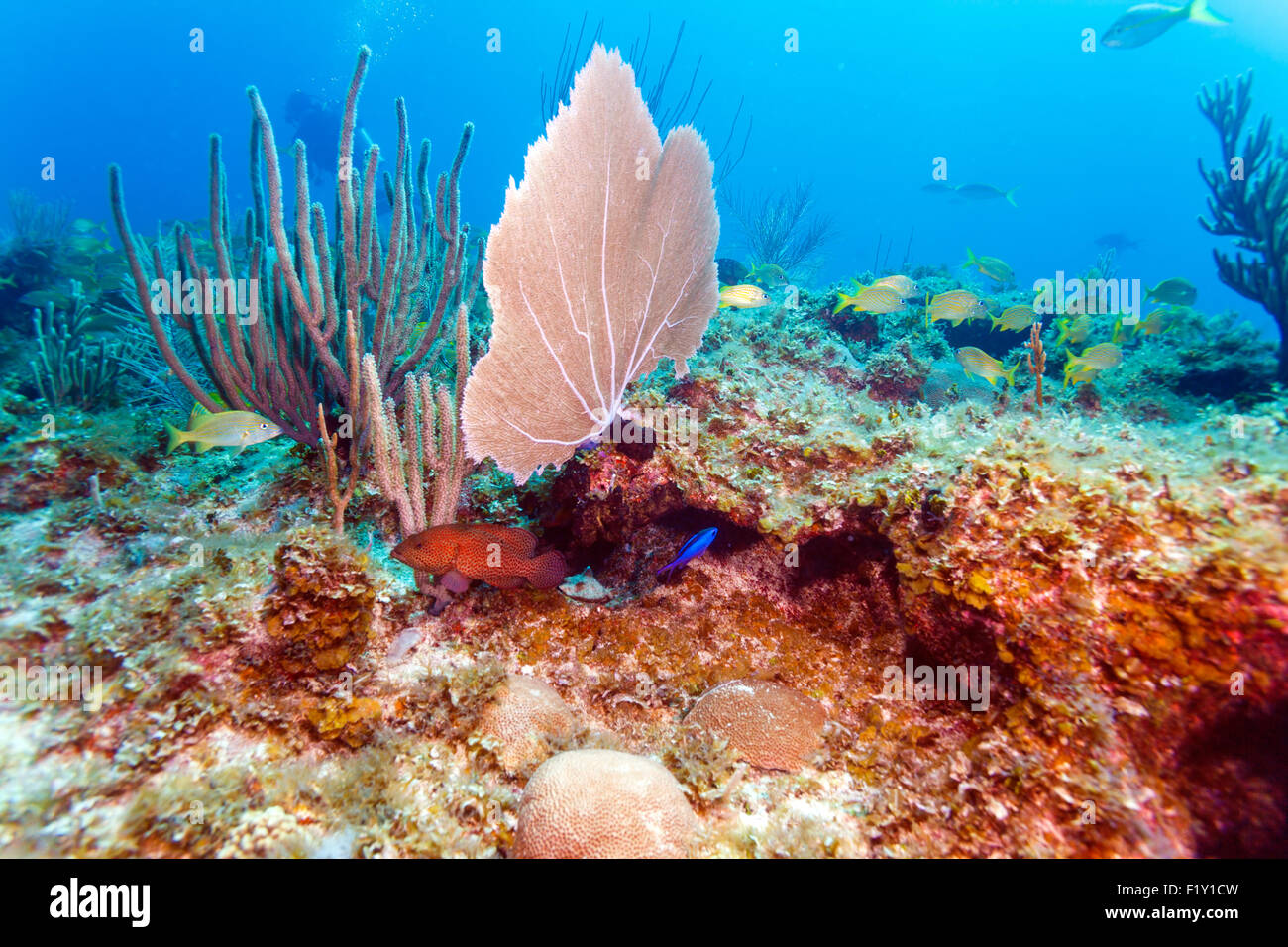 Coral reef near Cayo Largo, Cuba Stock Photo
