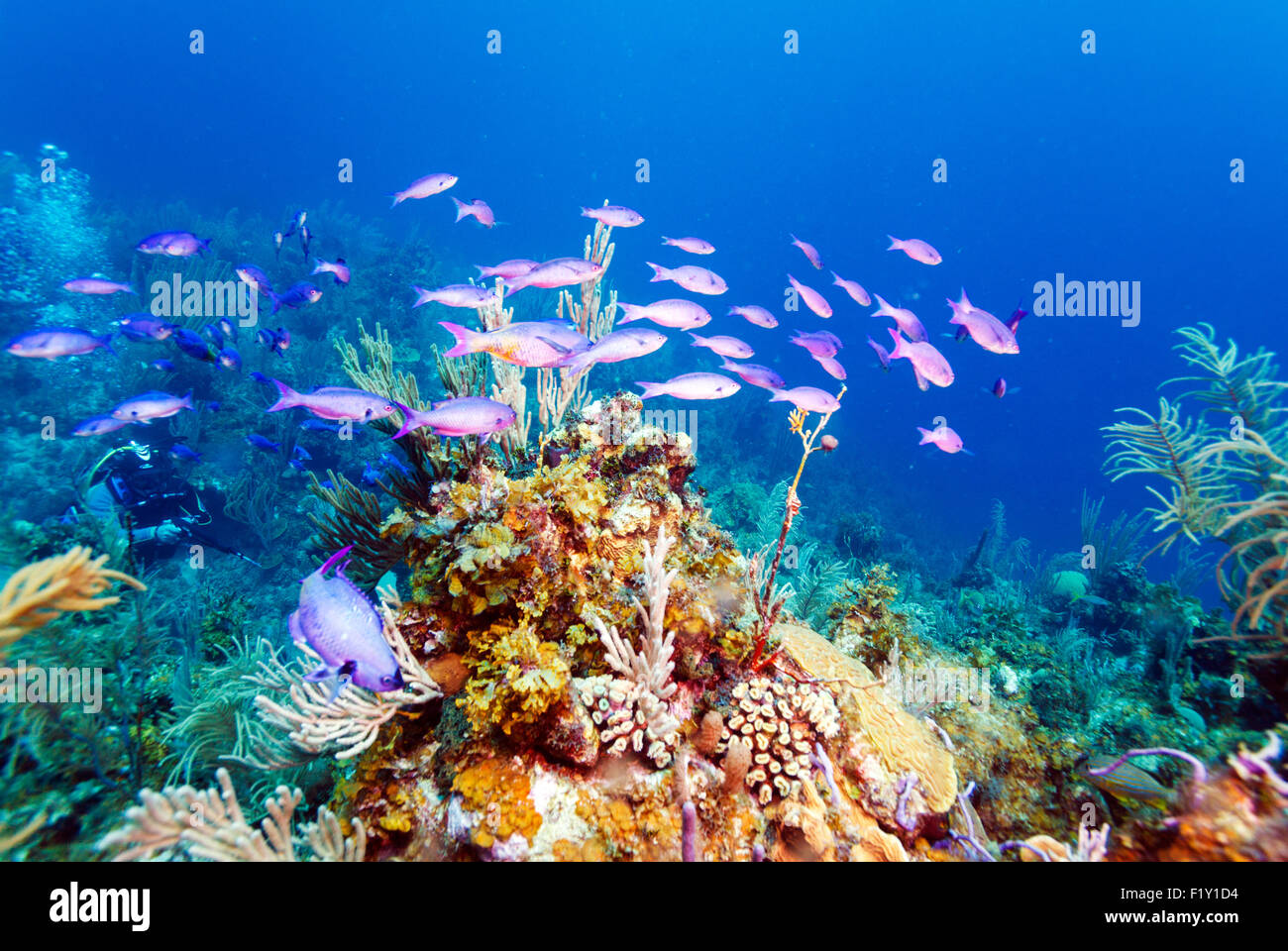 Coral reef near Cayo Largo, Cuba Stock Photo