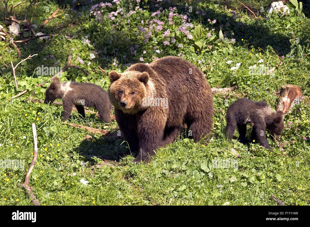 Brown bear (Ursus arctos) mother and cub Stock Photo - Alamy