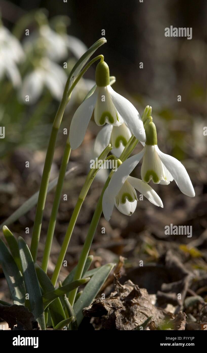 Snowdrops (Galanthus nivalis) Stock Photo