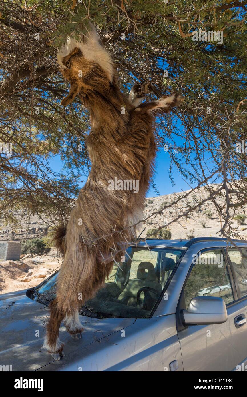 Goats climbing hires stock photography and images Alamy