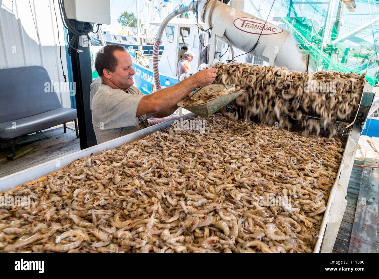 United States, Louisiana, Cocodrie, Unloading shrimps on the bayou Stock Photo