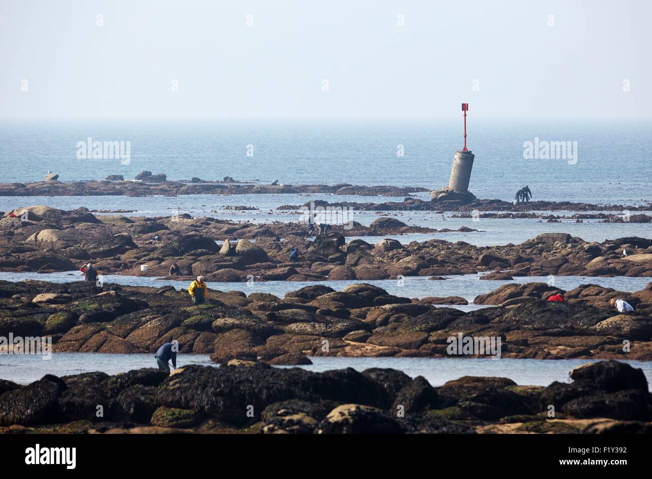 France, Finistere, Fouesnant, shellfish gathering at the Pointe de ...