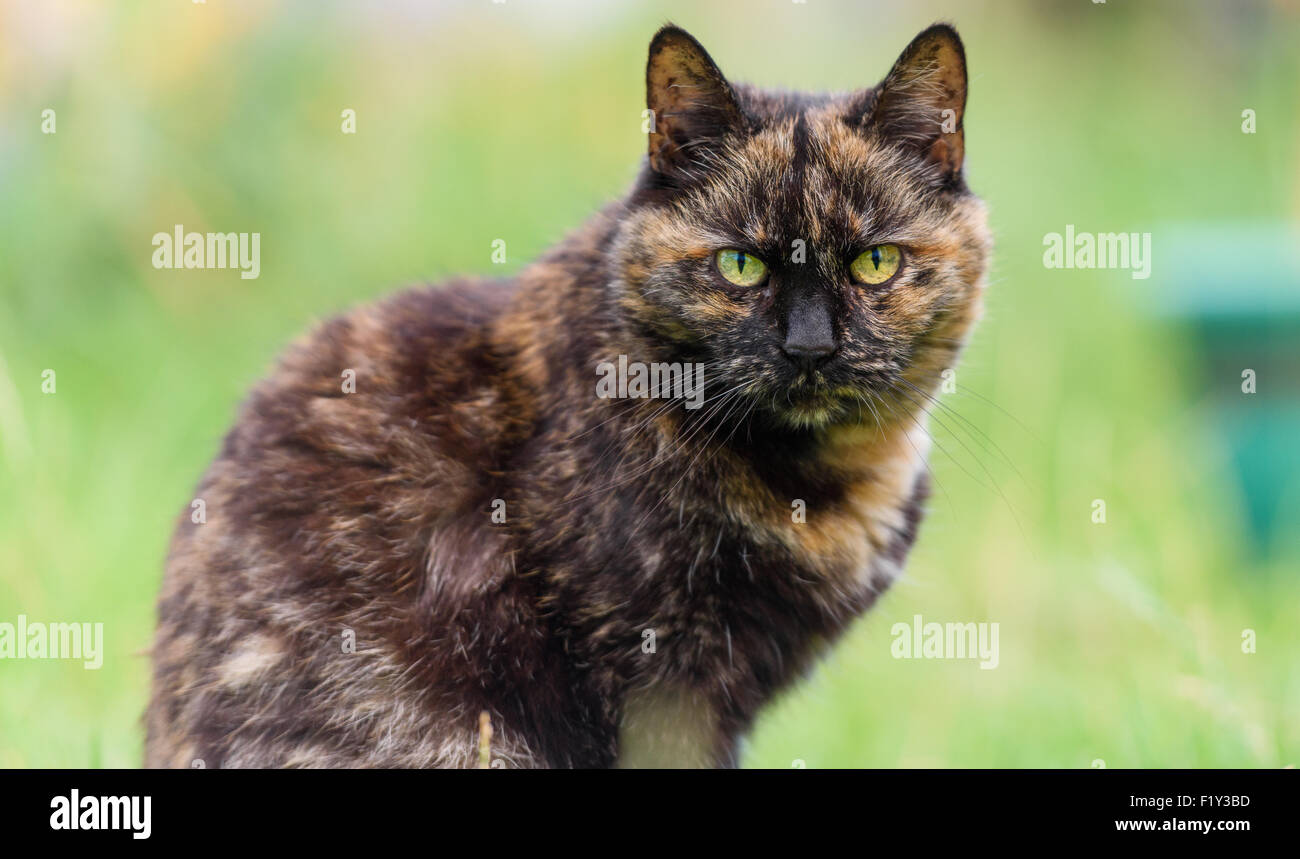 Cat portrait, straight on, beautiful moggy Stock Photo