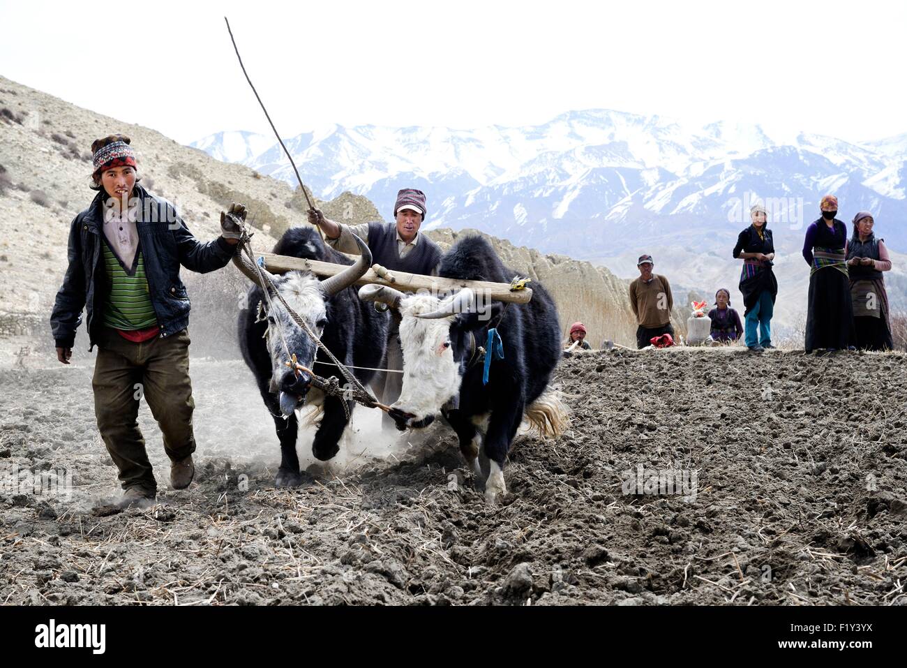 Nepal, Gandaki zone, Upper Mustang (near the border with Tibet), farmers ploughing a field with yaks Stock Photo
