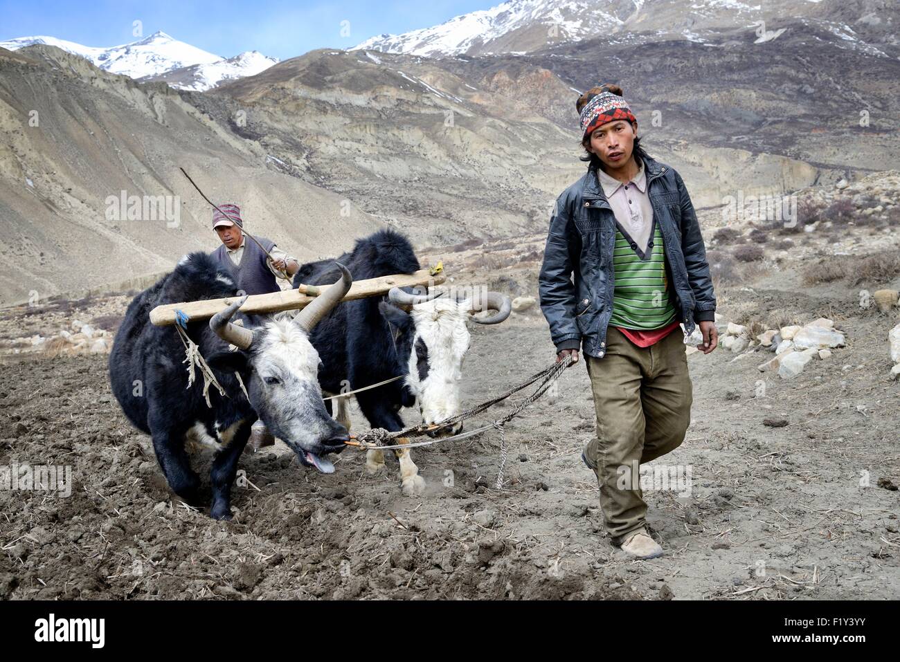 Nepal, Gandaki zone, Upper Mustang (near the border with Tibet), farmers ploughing a field with yaks Stock Photo