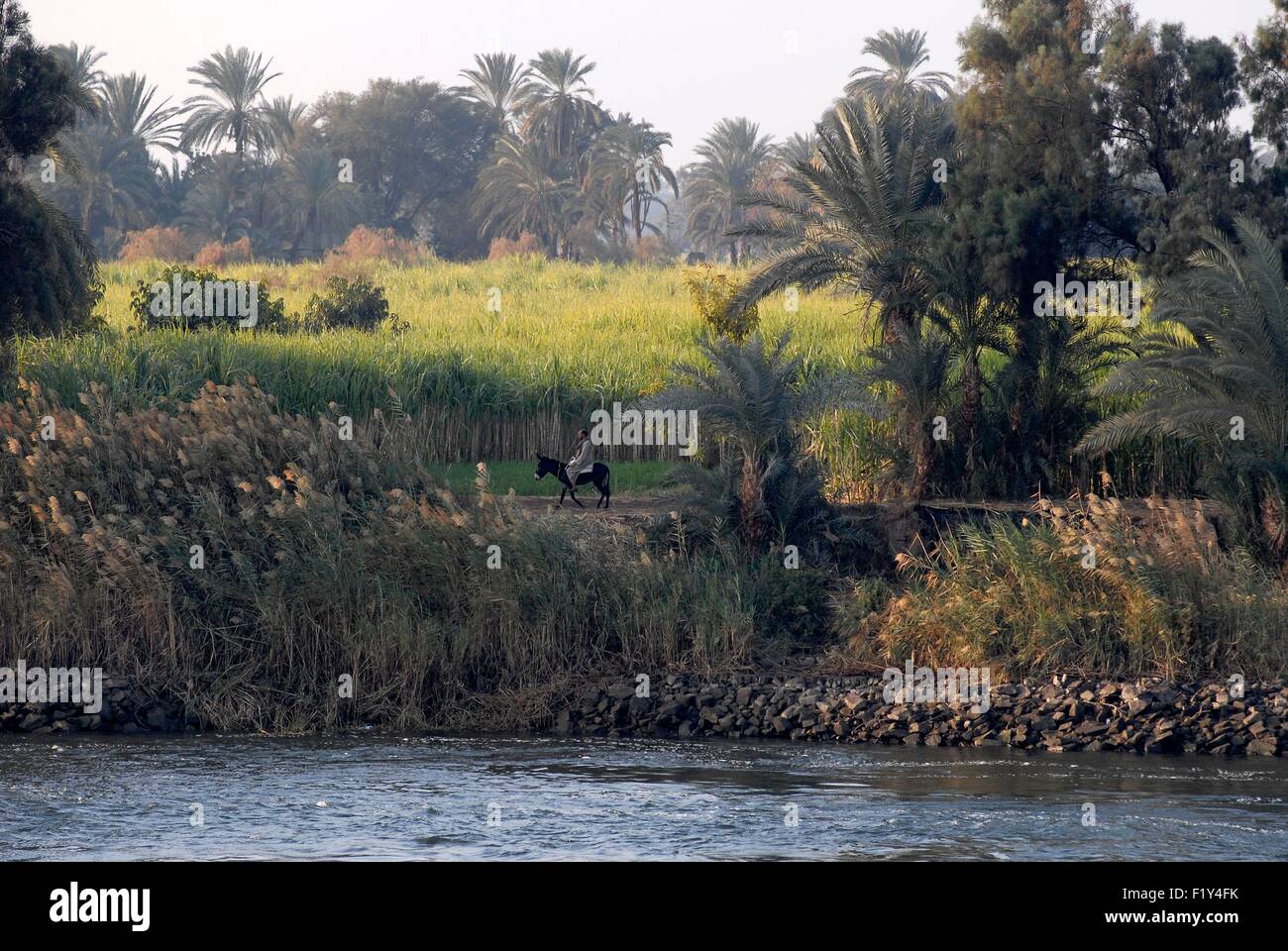 Egypt, Upper Egypt, Nile Valley, Luxor, on the west bank of the Nile, a farmer through the fields on a donkey Stock Photo