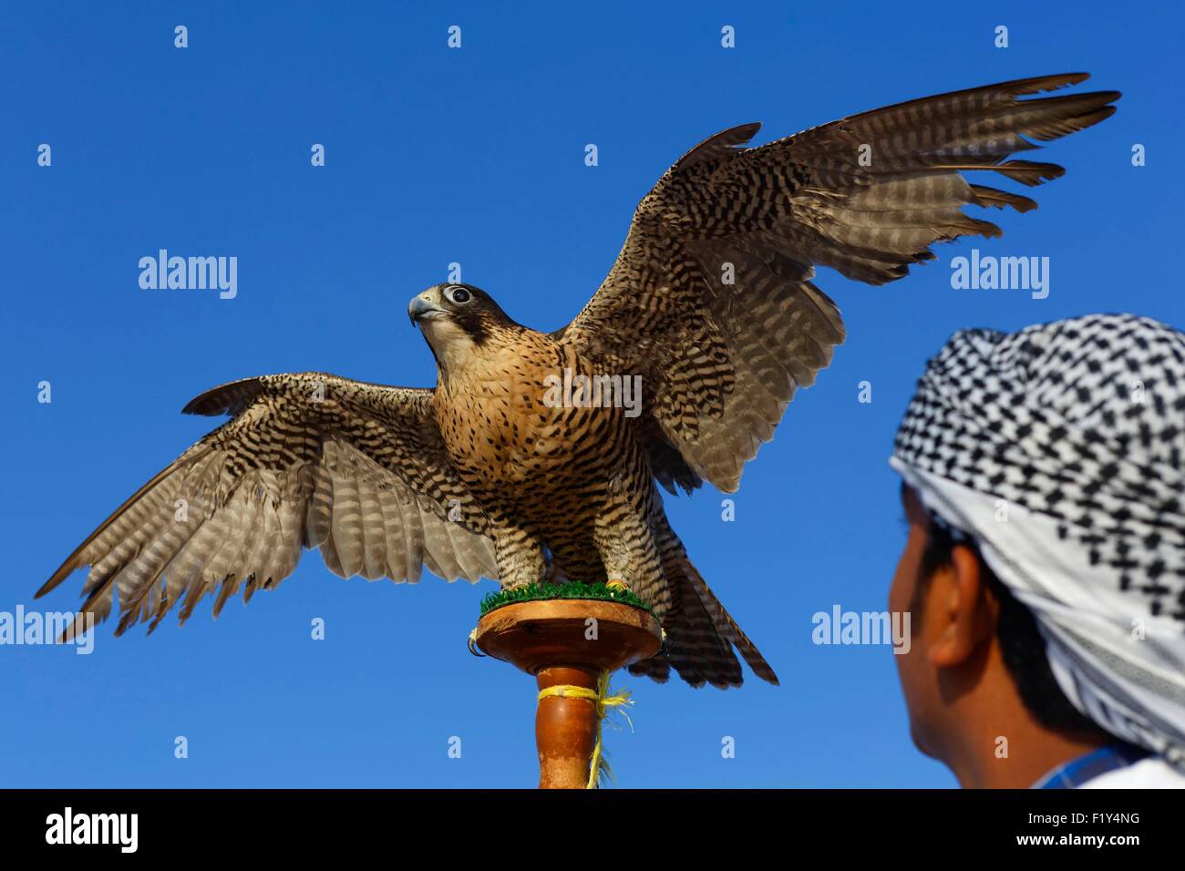 Arab Falcon Bird Stock Photos & Arab Falcon Bird Stock Images Alamy