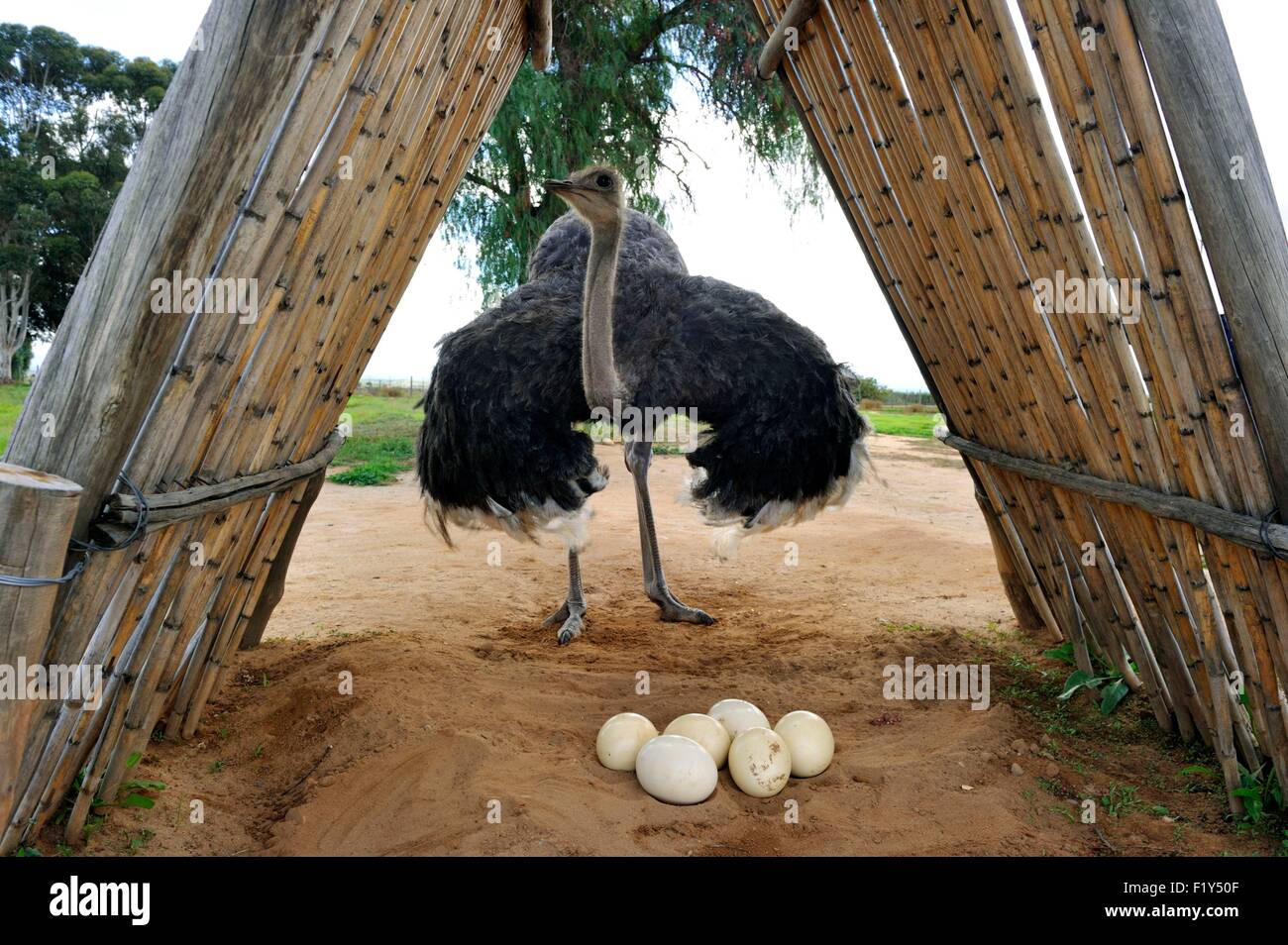 South Africa, Western Cape, Little Karoo, Highgate Ostrich farm near Oudtshoorn, on the road 62 Stock Photo