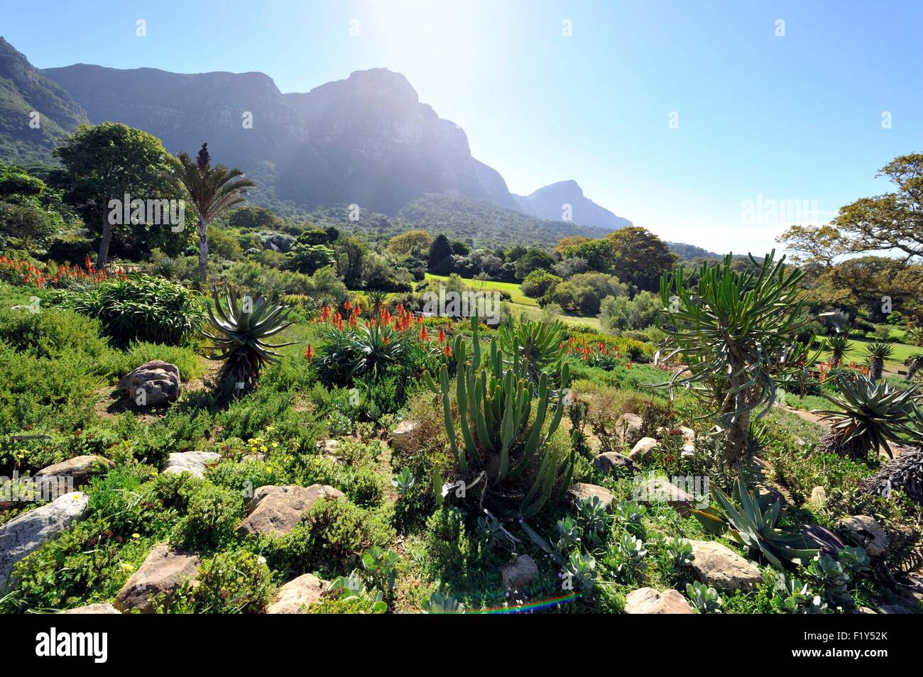 South Africa, Western Cape, Cape Town, Kirstenbosch National Botanical Garden and table Mountain, Krantz Aloe (Aloe arborescens) Stock Photo