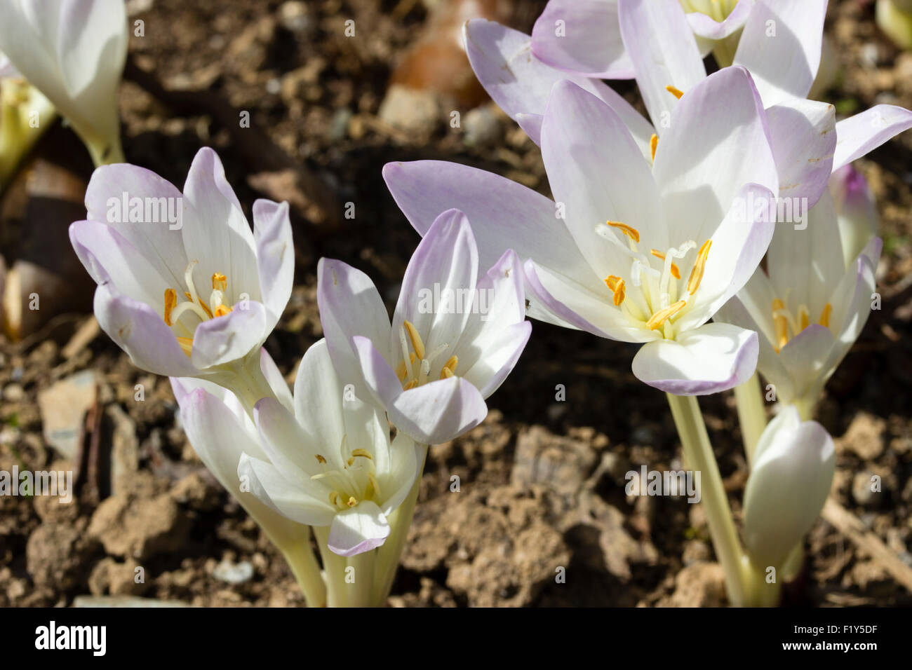 Blush pink form of the autumn blooming meadow saffron, Colchicum autumnale Stock Photo