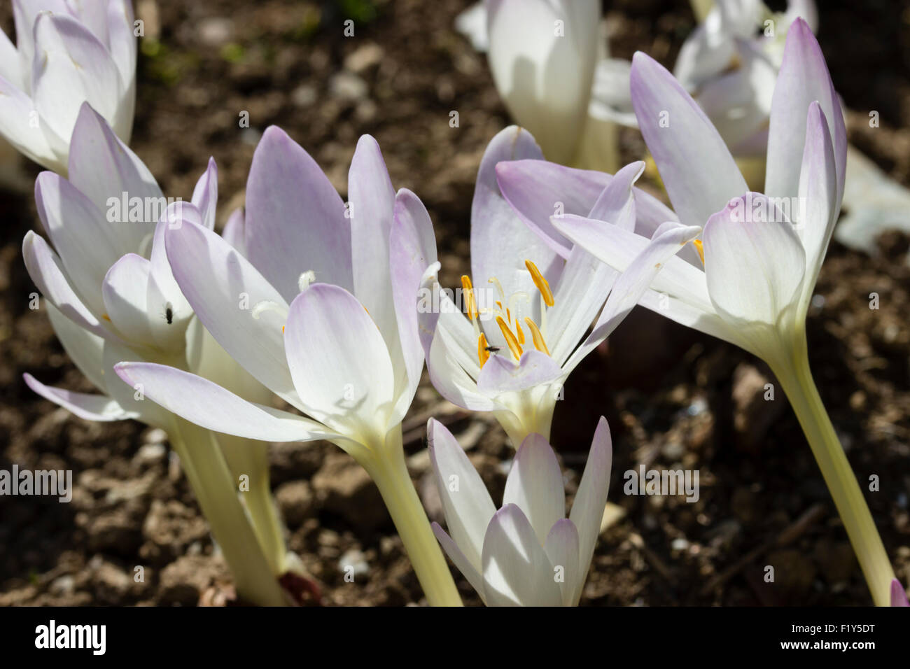 Blush pink form of the autumn blooming meadow saffron, Colchicum autumnale Stock Photo
