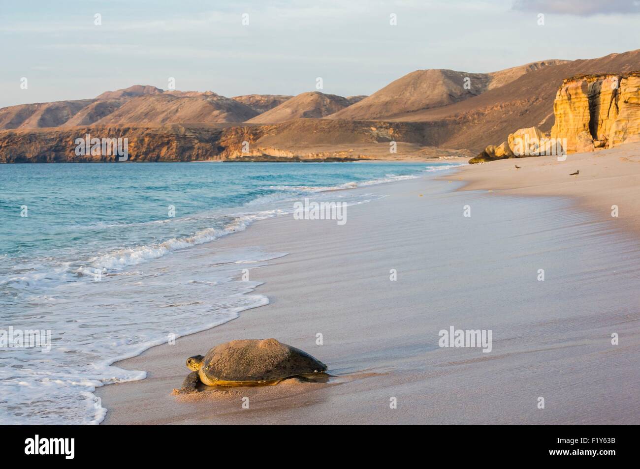 Oman, Ras-al Jinz, National Reserve and scientific center of marine turtles observation, egg nesting Stock Photo