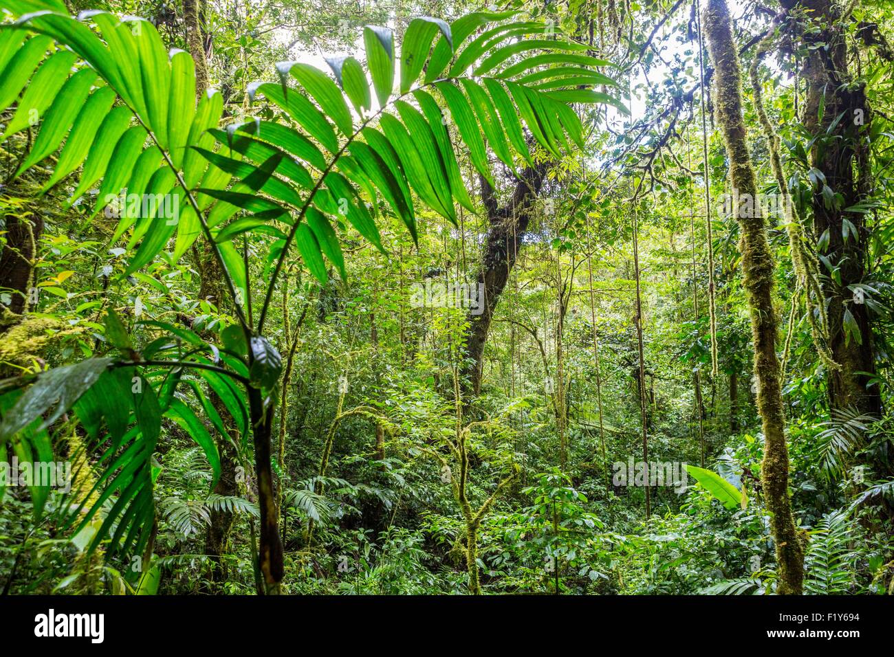 Costa Rica, Puntarenas province, Monteverde Cloud Forest, Reserva Biologica del Bosque (biological reserve of the cloud forest) Stock Photo