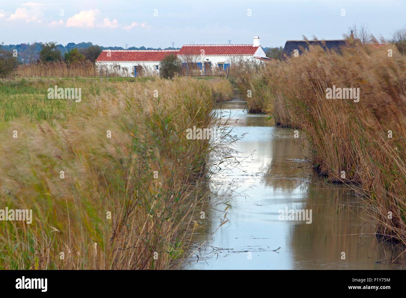 France, Vendee, the brisard, Freshwater marshes, Stock Photo