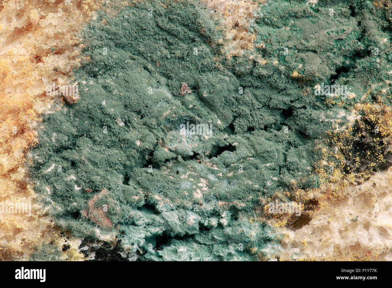 Green Bread Mold Microscopic Magnification Stock Photo