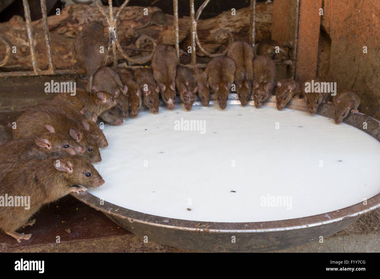 India, Rajasthan State, Deshnok, Karni Mata Temple or Rat Temple, milk offered to rats Stock Photo