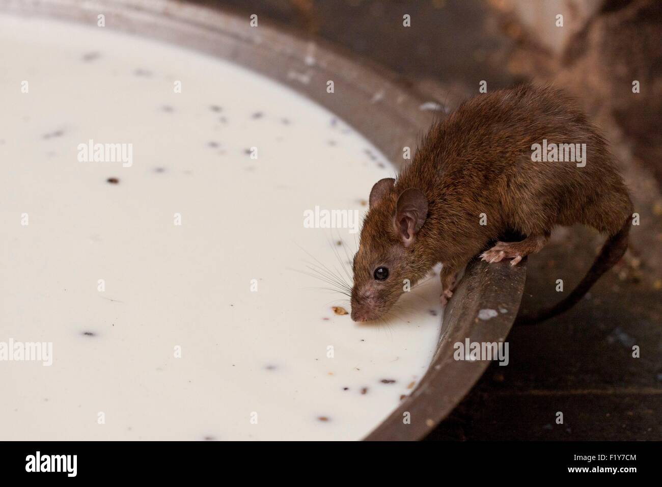 India, Rajasthan State, Deshnok, Karni Mata Temple or Rat Temple, milk offered to rats Stock Photo