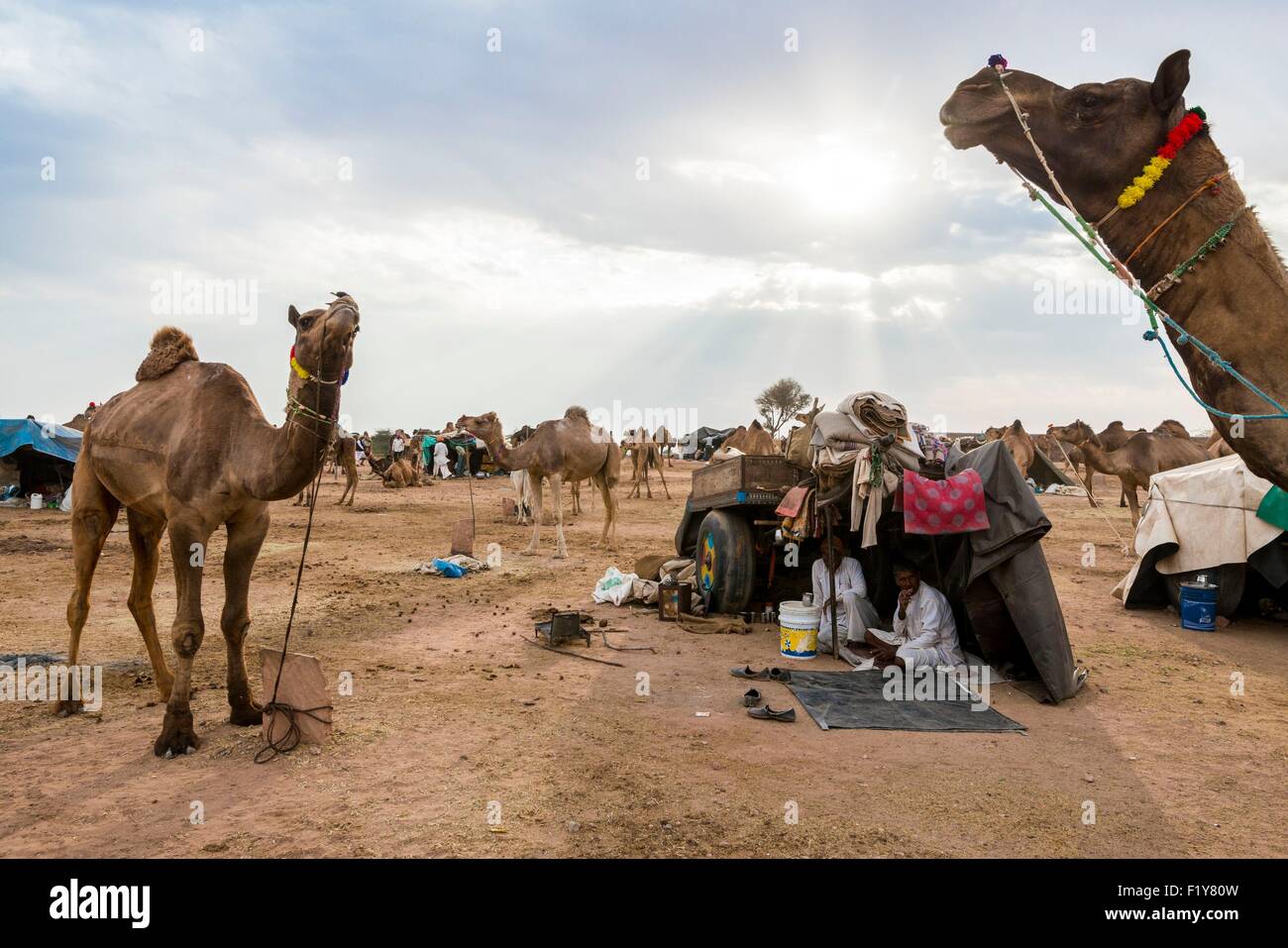 India, Rajasthan state, Nagaur, the Nagaur cattle fair is the largest fair of its kind in the country Stock Photo - Alamy India, Rajasthan state, Nagaur, the Nagaur cattle fair is the largest fair of its kind in the country Stock Photo - Alamy