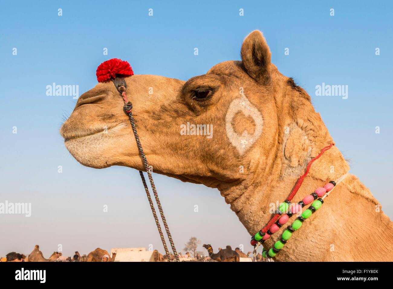 India, Rajasthan state, Nagaur, the Nagaur cattle fair is the largest fair  of its kind in the country Stock Photo - Alamy