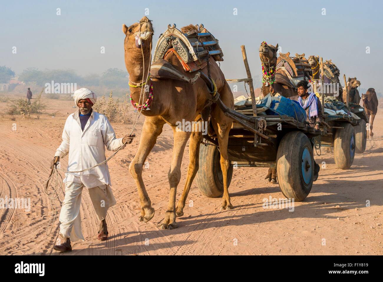 India, Rajasthan state, Nagaur, the Nagaur cattle fair is the largest fair  of its kind in the country Stock Photo - Alamy