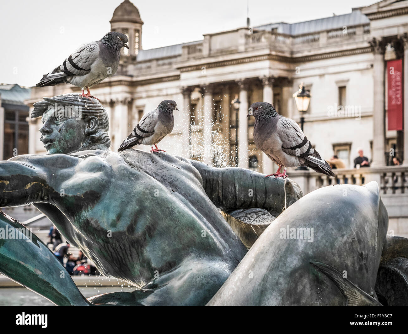 Pigeons in a water fountain at Trafalgar Square Stock Photo - Alamy