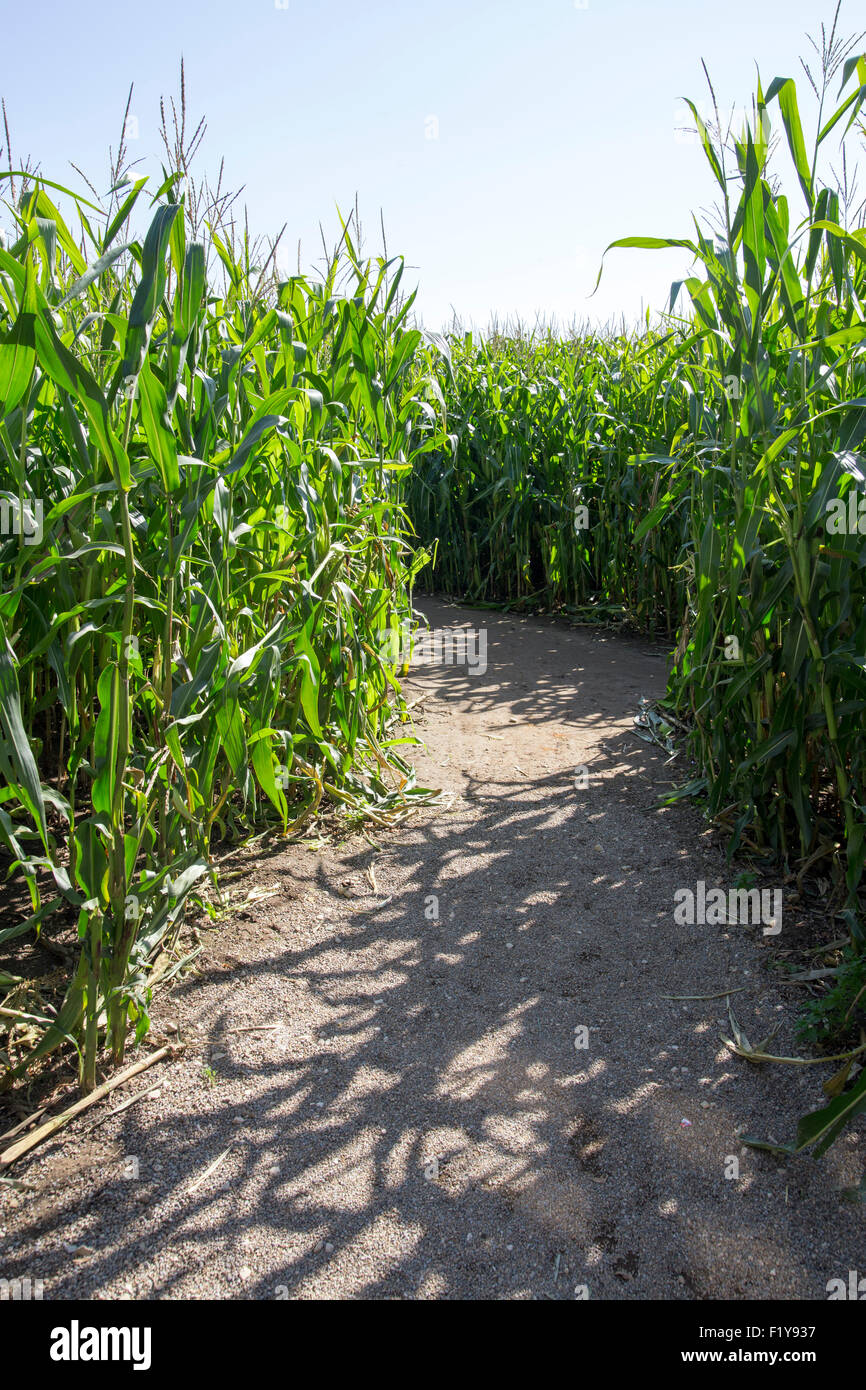 Maize Maze Stock Photos & Maize Maze Stock Images Alamy