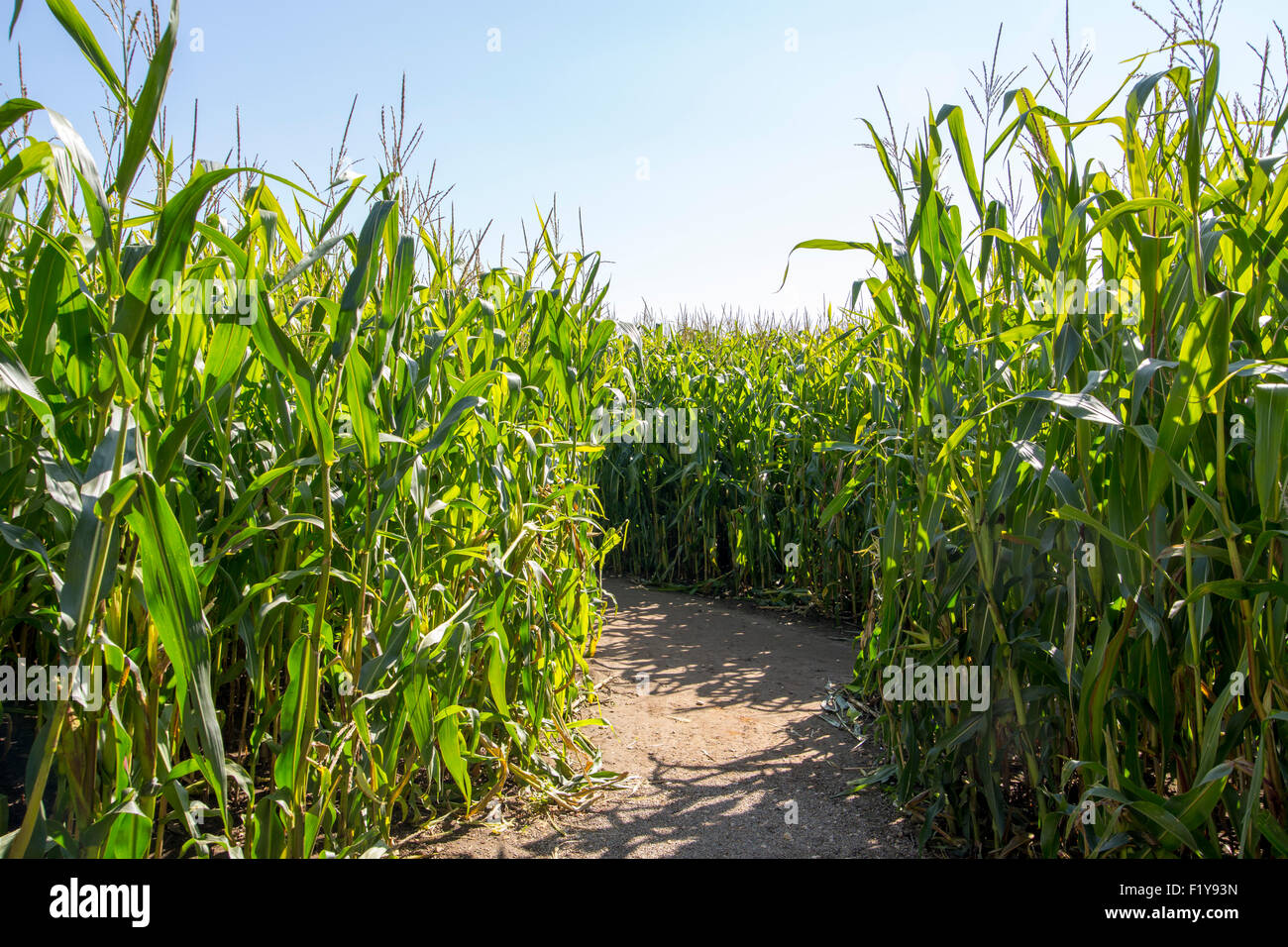 Maize maze footpath hires stock photography and images Alamy