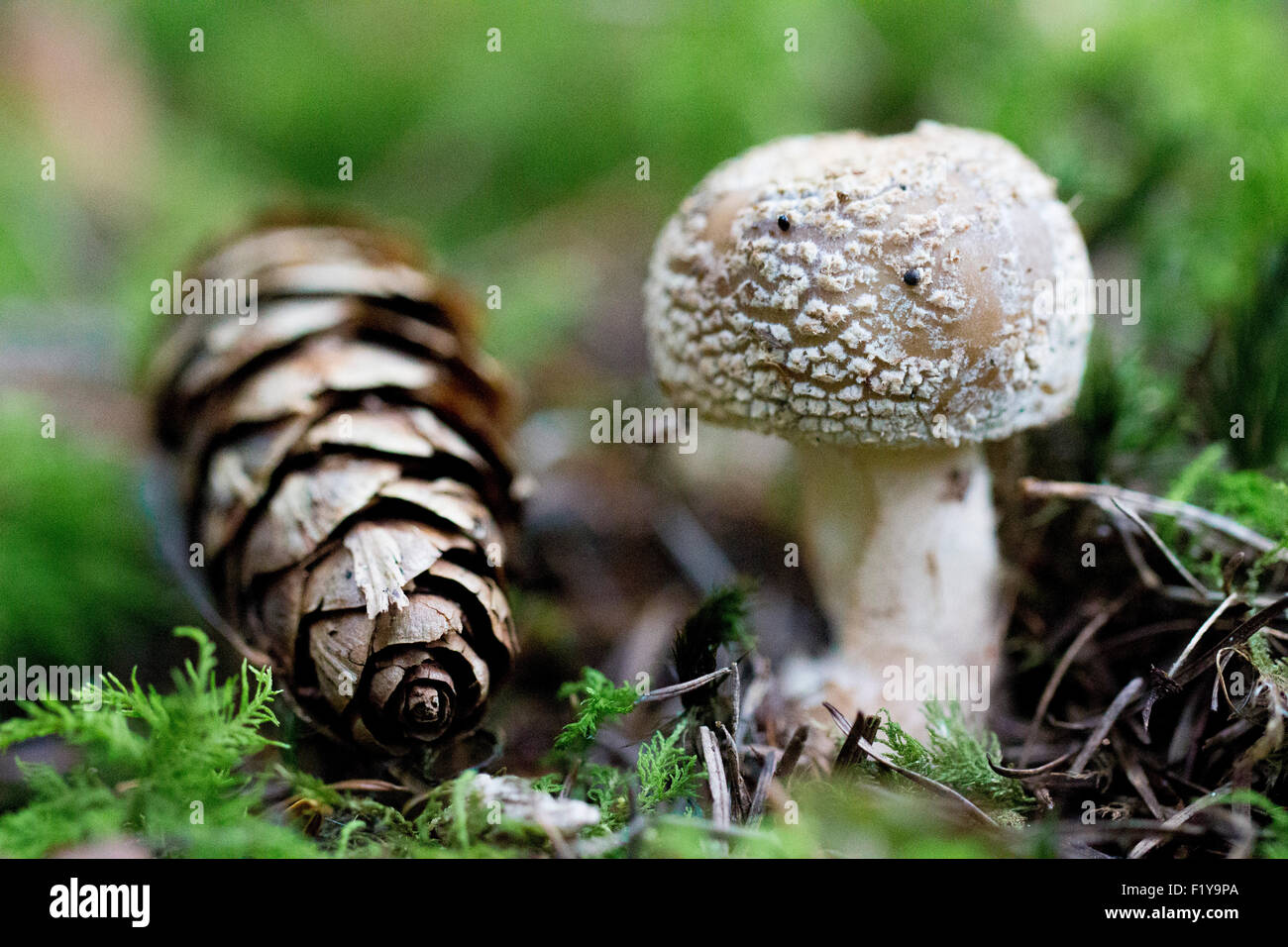 The Blusher Mushroom Amanita Rubescens Stock Photo