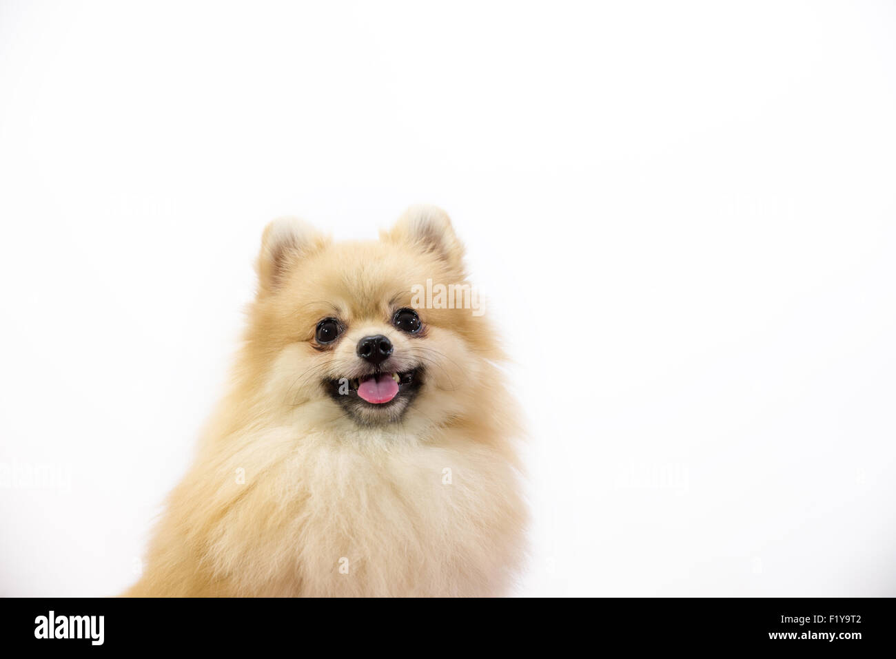 Smiling cute pomeranian at studio on a white background. Stock Photo