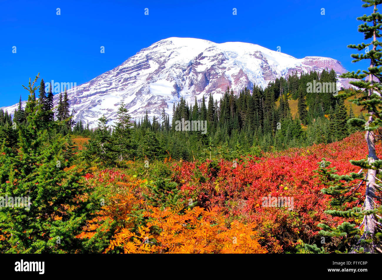 Clear day in early fall on Mt. Rainier Stock Photo Alamy