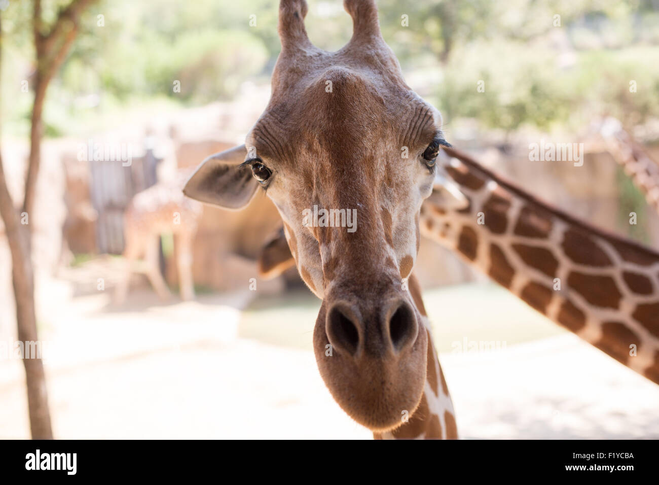 Giraffe Close-up Stock Photo