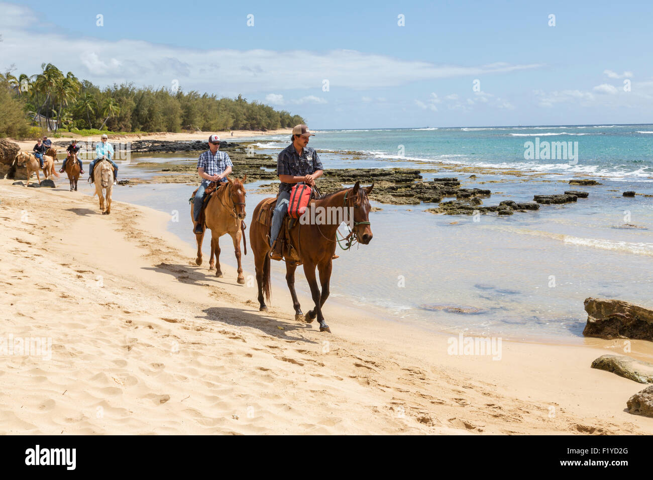 Horse in hawaii hires stock photography and images Alamy