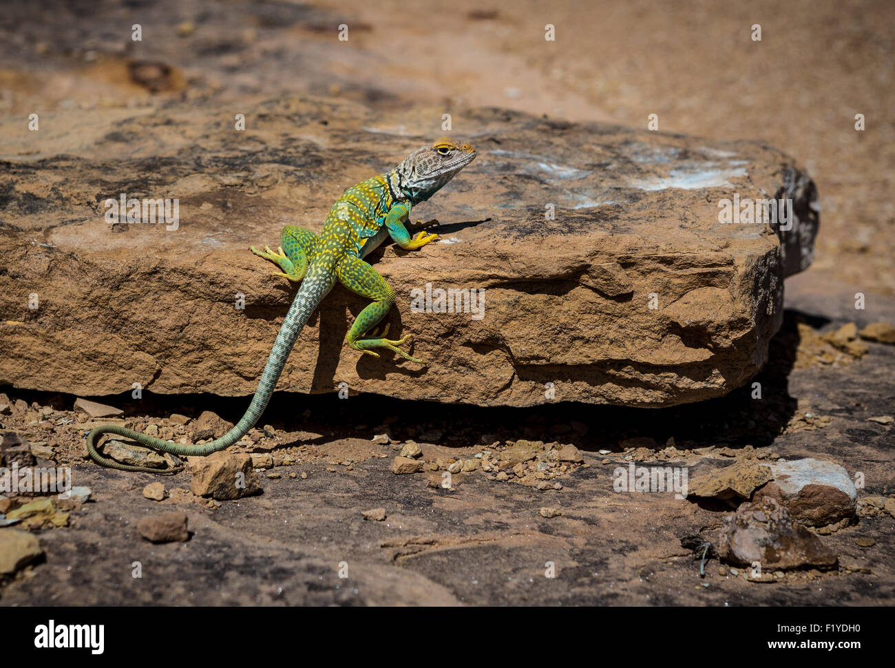 Collared lizard hires stock photography and images Alamy