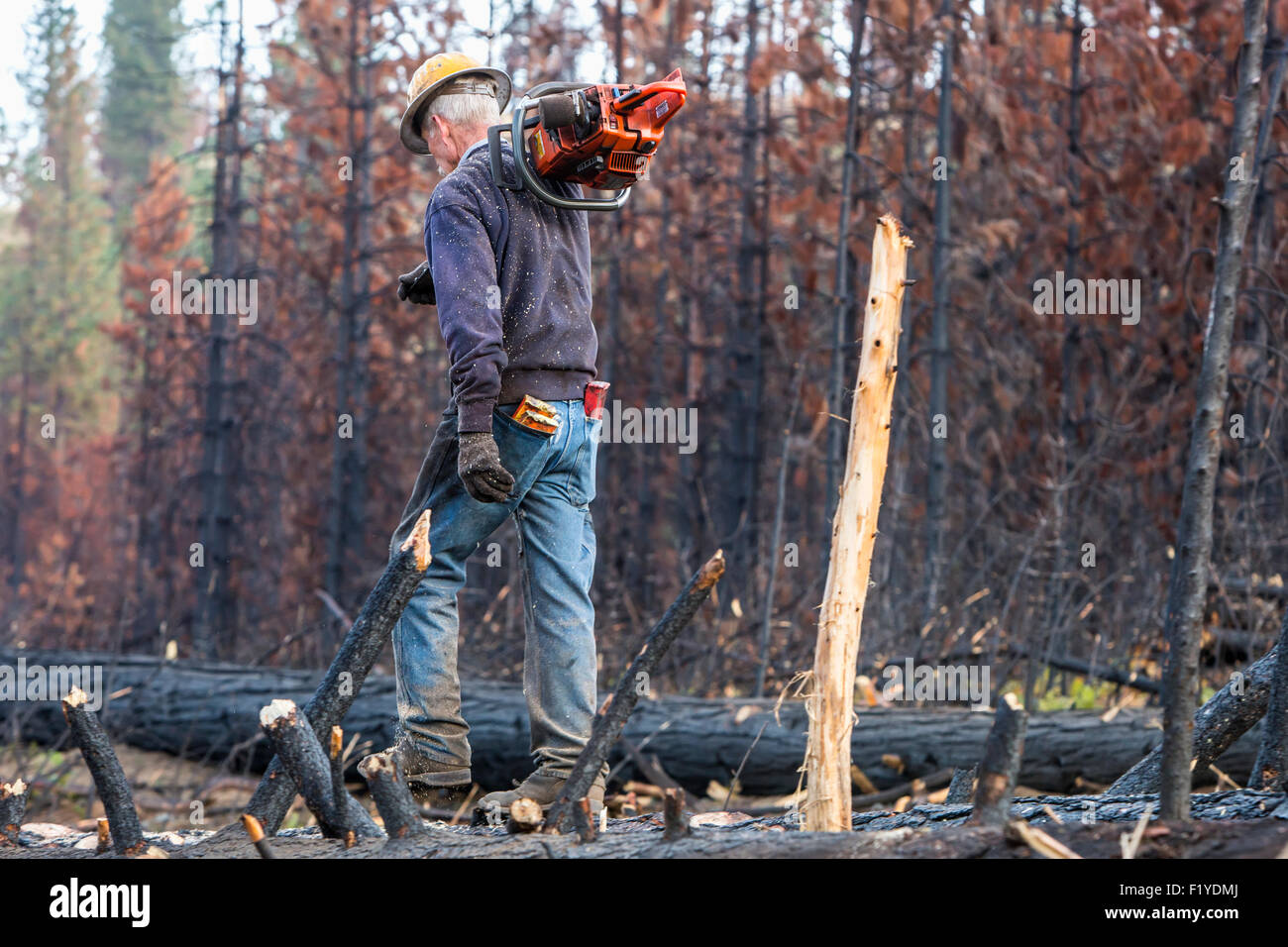 Forestry,Chainsaw,Forest,Lumberjack,Rim Fire Stock Photo Alamy