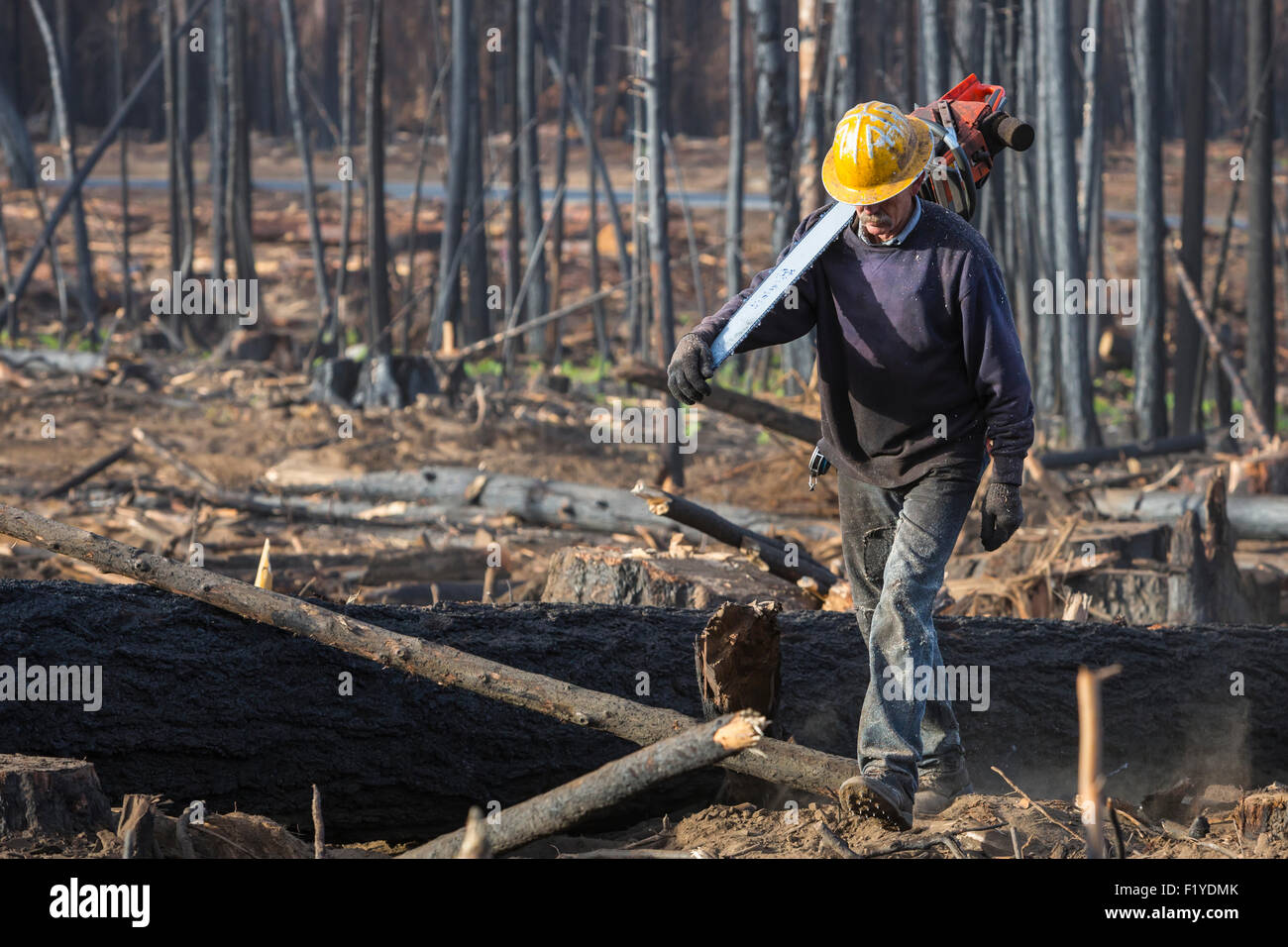 Timber faller hires stock photography and images Alamy
