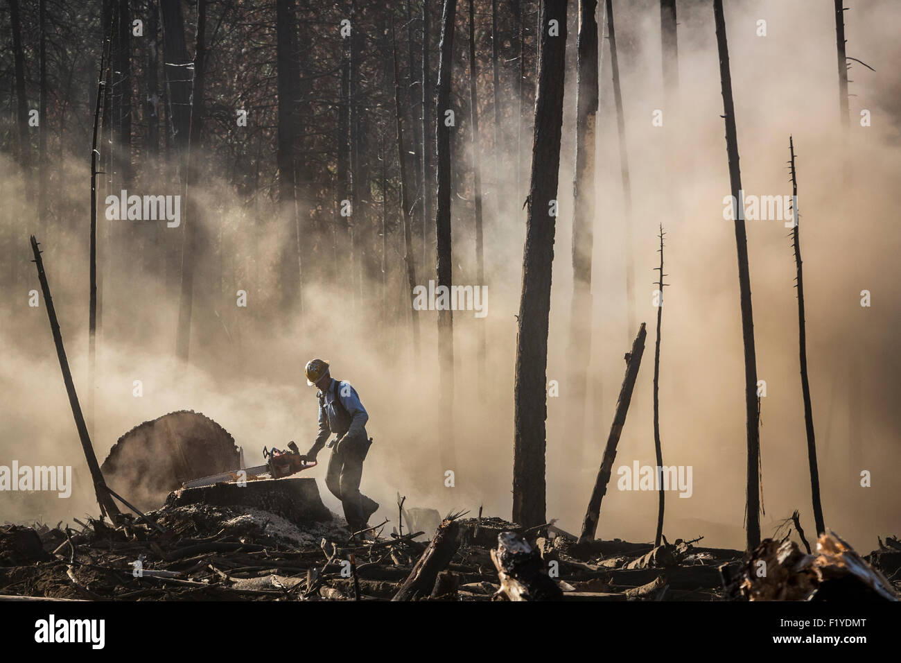 Timber faller hires stock photography and images Alamy